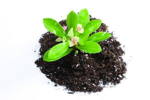 客单价的标准化与个性化平衡